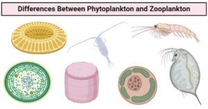 Phytoplankton和Zooplankton之间的差异