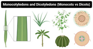 单子叶植物与双子叶植物的差异