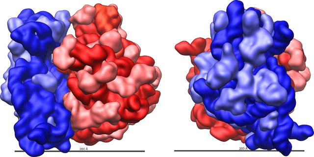 核糖体RNA（rRNA）