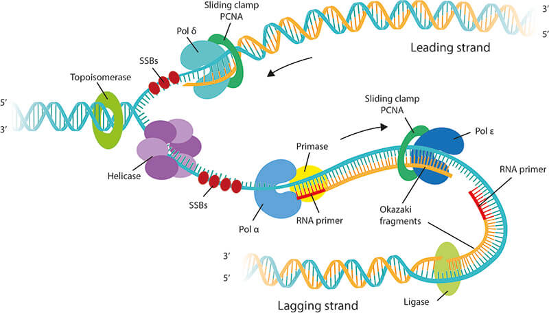 DNA复制的机制