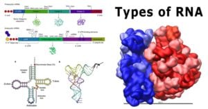 RNA的结构和功能类型