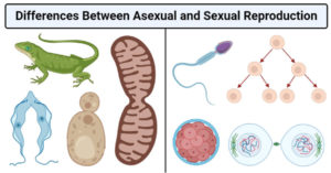 无性和性繁殖之间的差异