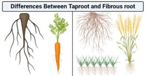 Taproot和纤维根之间的差异（Taproot与纤维根）