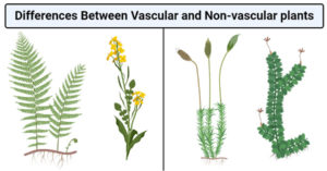 血管和非血管植物之间的差异