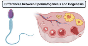 精子发生和oferoises的差异