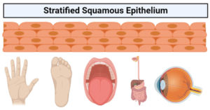 Stratified squamous epithelium