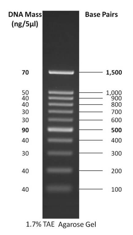 100 bp DNA阶梯