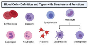 血细胞 - 具有结构和功能的定义和类型