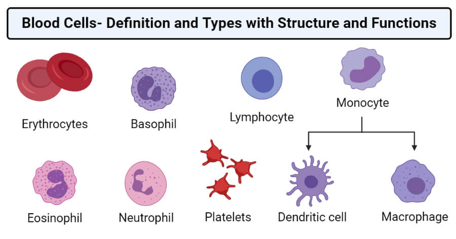 血细胞-定义和类型与结构和功能