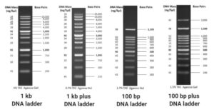 DNA梯子