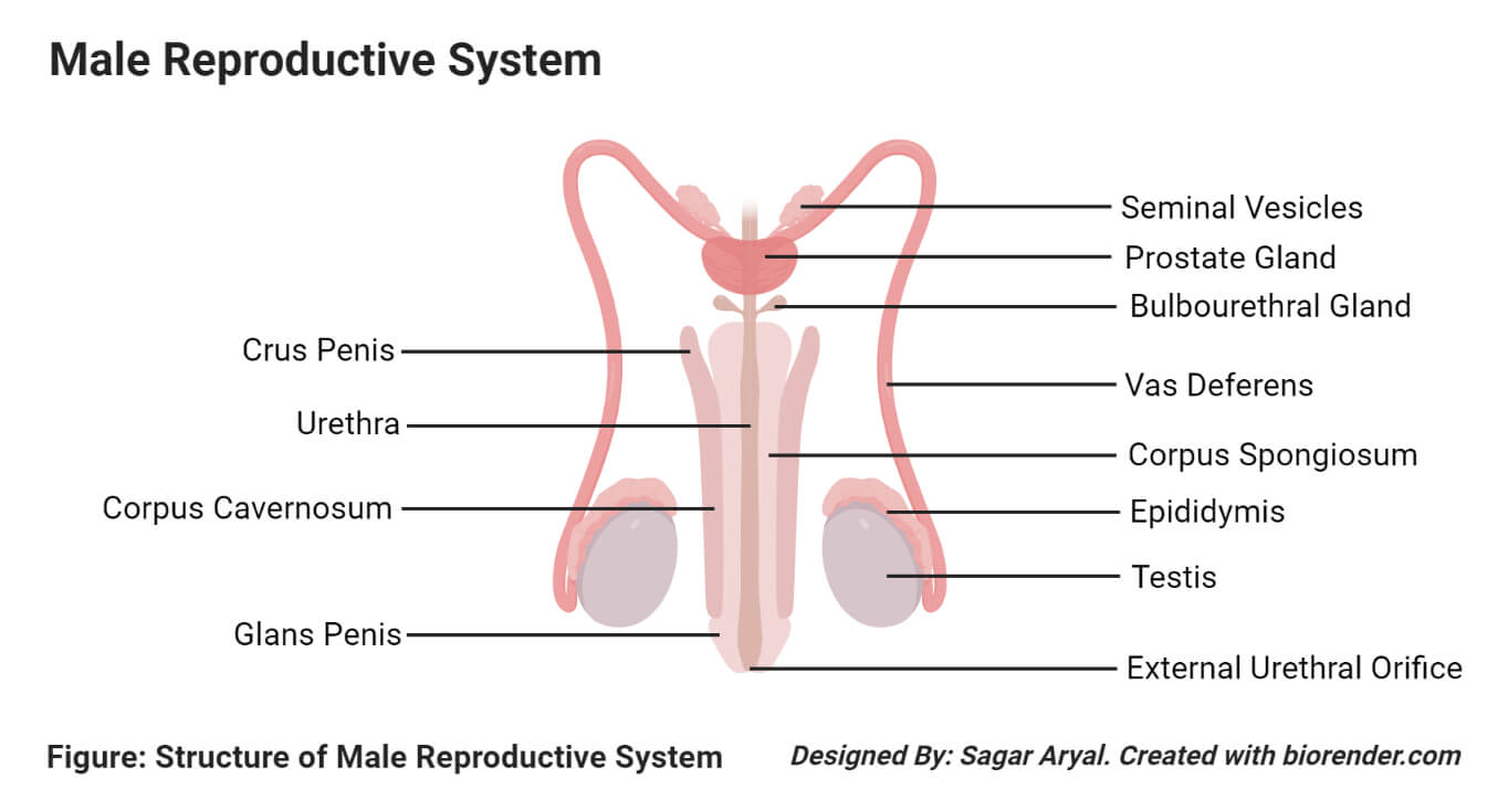 男性生殖系统的器官
