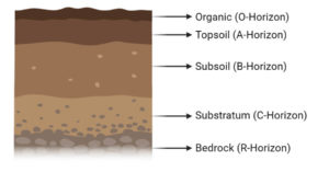 土壤剖面及层位