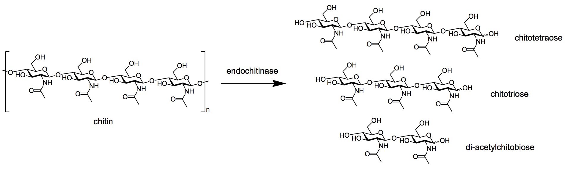 Endochitinases