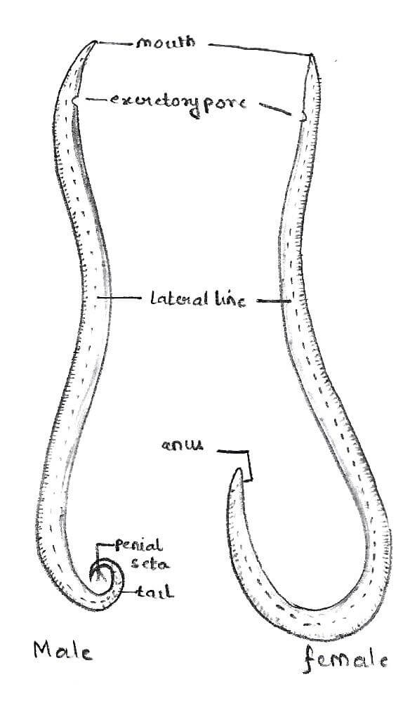 蚓状蛔虫的外部形态
