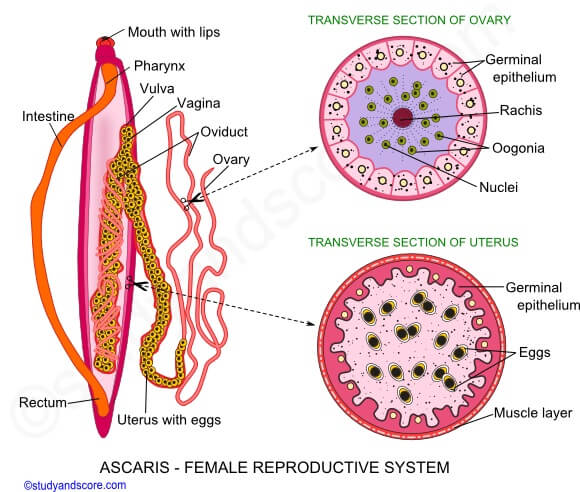 蚓形蛔虫雌性生殖器官