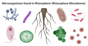 根际微生物(Rhizosphere microbiome)