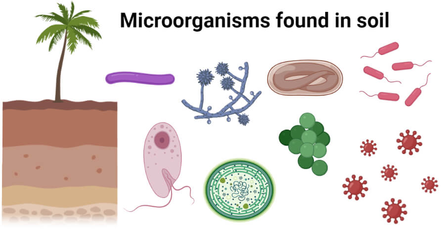 微生物在土壤中发现