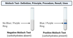 Molisch测试-定义，原则，过程，结果，用途