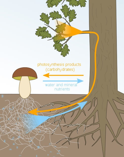 mycorrhiza.