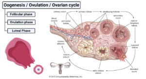 卵子形成或排卵或卵巢周期