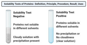 蛋白质的溶解度测试