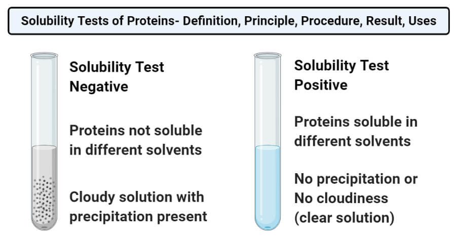蛋白质溶解度试验