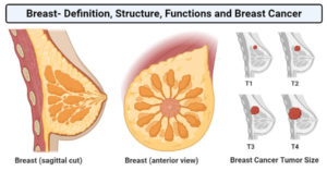 乳房的结构