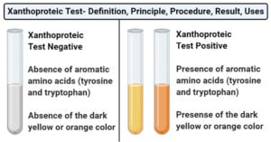 Xanthoproteic测试