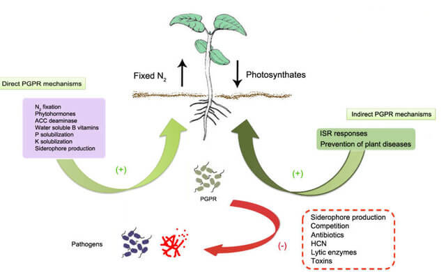 促进植物生长促进relizobacteria（PGPR）