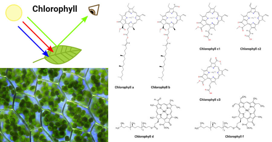 叶绿素-定义，结构，类型，生物合成，用途