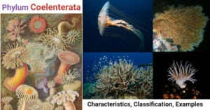 Phylum Coelenterata