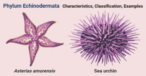 Phylum echinodermata.