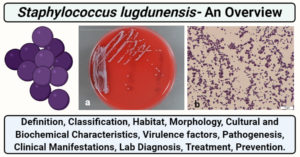 葡萄球菌lugdunensis