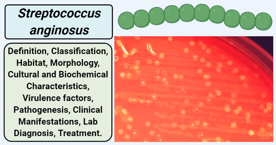 Streptococcus anginosus.