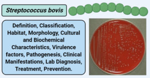 链球菌Bovis.