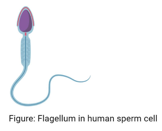 人类精子细胞的鞭毛