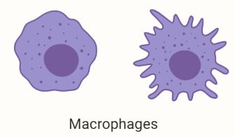 巨噬细胞