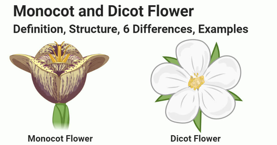 单子叶植物vs双子叶植物花