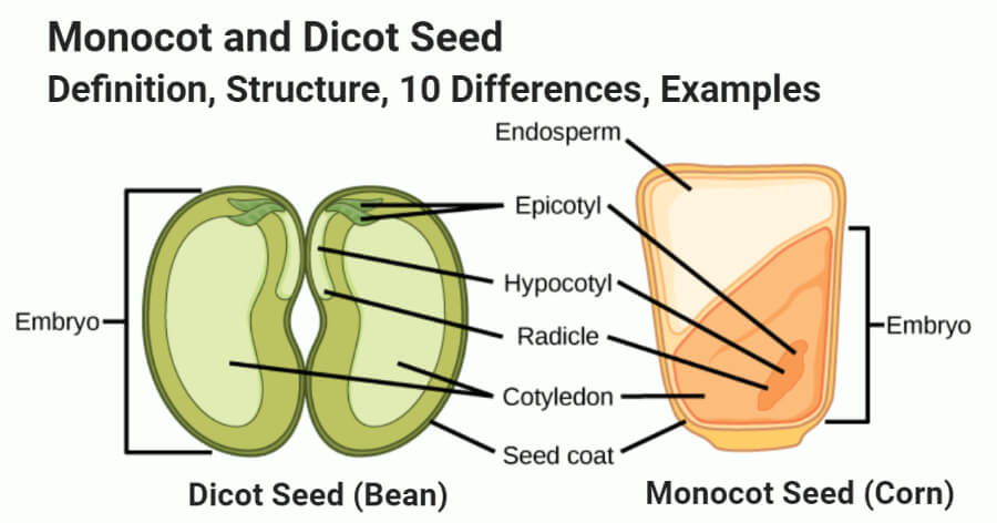 单子叶vs dicot种子