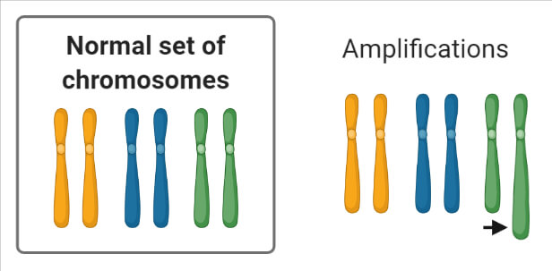 染色体突变扩增