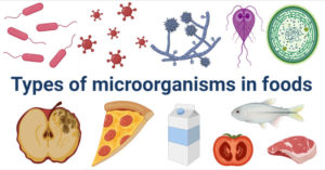 食物腐败 - 与实例的食物中的微生物类型