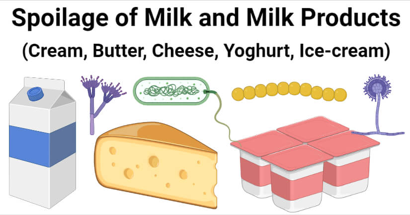 牛奶及奶制品(奶油、黄油、芝士、酸奶、冰淇淋)的变质情况
