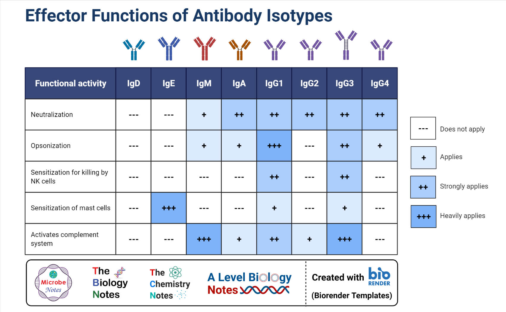 抗体的应用和功能