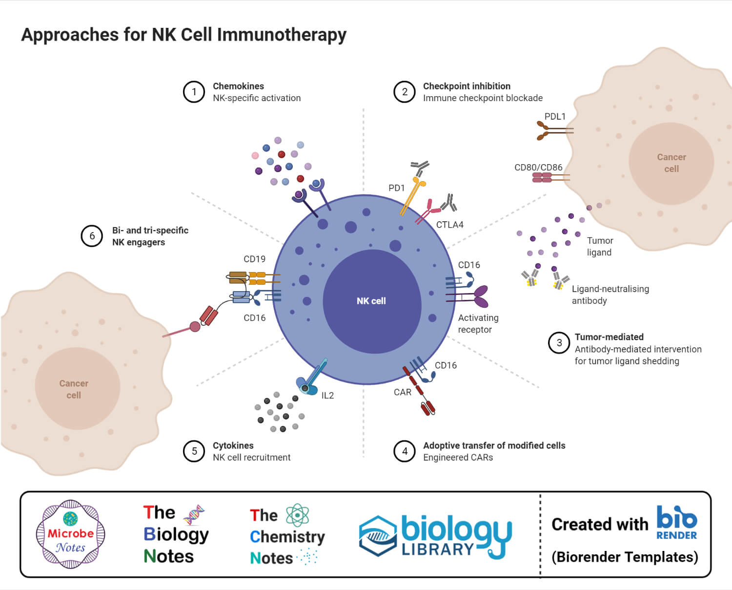 NK细胞免疫治疗方法