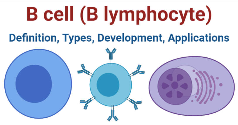 B细胞（B淋巴细胞） - 定义，类型，开发，应用