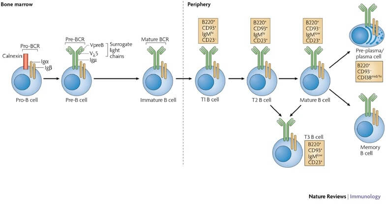 B细胞(B淋巴细胞)发育