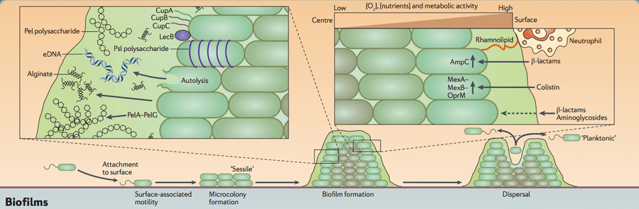 绿脓杆菌的生物膜形成