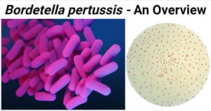 Bordetella pertussis