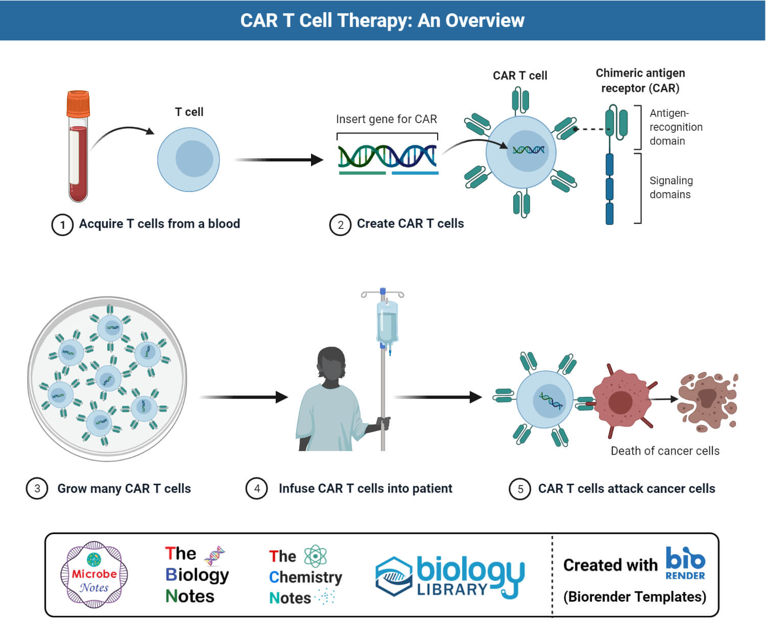 嵌合抗原受体(CAR) T细胞的生成和癌症治疗