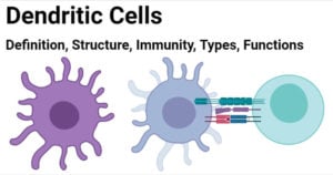 Dendritic Cells